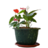 Flowering Potted Plant Hire/Day - L
